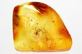 Fossil Spider, True Midge, Springtail & Mites in Baltic Amber #362691-1